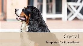  Presentation with mountain - Slide deck featuring a bernese mountain dog background and a lemonade colored foreground