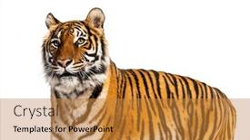  Presentation with tiger - Presentation design consisting of portrait-of-a-big-male background and a gold colored foreground