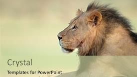  Presentation with male lion - Audience pleasing theme consisting of portrait-of-a-big-male backdrop and a soft green colored foreground