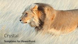  Presentation with male lion - Presentation design featuring portrait-of-a-big-male background and a  colored foreground