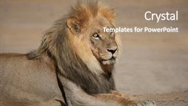  Presentation with male lion - PPT theme with portrait of a big male background and a coral colored foreground