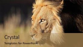  Presentation with male lion - Amazing theme having portrait of a big male backdrop and a coral colored foreground