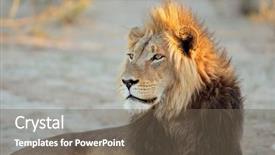  Presentation with male lion - Slides having portrait of a big male background and a gray colored foreground