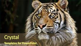  Presentation with tiger - PPT layouts featuring portrait of a big tiger background and a  colored foreground