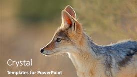  Presentation with kalahari - Colorful PPT theme enhanced with portrait-of-a-black-backed backdrop and a coral colored foreground