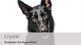  Presentation with german - Slide set with portrait-of-a-black-german background and a light gray colored foreground