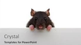  Presentation with white rat - Theme with portrait of a black rat background and a light gray colored foreground