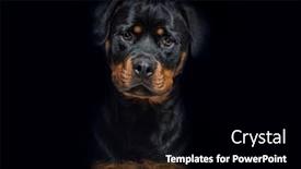  Presentation with tan - Presentation theme enhanced with portrait-of-a-black background and a black colored foreground