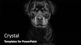  Presentation with tan - Presentation theme enhanced with portrait-of-a-black background and a black colored foreground