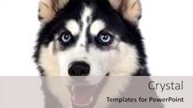  Presentation with husky - Beautiful slide set featuring portrait-of-a-blue-eyed backdrop and a light gray colored foreground