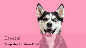  Presentation with blue pink - Presentation theme consisting of portrait-of-a-blue-eyed background and a coral colored foreground