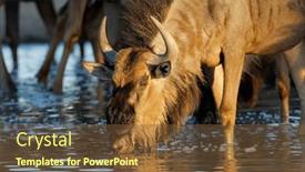  Presentation with kalahari - Presentation with portrait-of-a-blue-wildebeest background and a tawny brown colored foreground