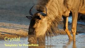  Presentation with kalahari - Presentation consisting of portrait-of-a-blue-wildebeest background and a tawny brown colored foreground