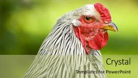  Presentation with portrait of a sleeping sloth - Presentation theme enhanced with portrait of a brahma rooster background and a  colored foreground