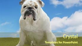  Presentation with british - Presentation theme having portrait of a british bulldog background and a  colored foreground