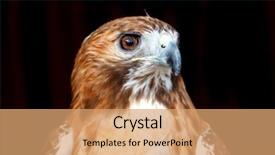  Presentation with hawk - Theme with portrait of a brown hawk background and a coral colored foreground