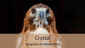  Presentation with hawk - PPT layouts featuring portrait of a brown hawk background and a coral colored foreground