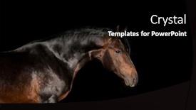  Presentation with horse head - PPT theme featuring portrait-of-a-brown-horse background and a black colored foreground