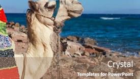  Presentation with camel - Beautiful PPT layouts featuring portrait-of-a-camel backdrop and a coral colored foreground