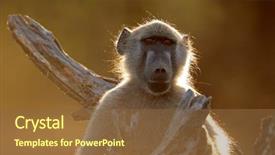  Presentation with kruger - Theme enhanced with portrait of a chacma baboon background and a tawny brown colored foreground