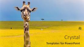  Presentation with savannah - Cool new presentation with portrait-of-a-cheerful-giraffe backdrop and a gold colored foreground
