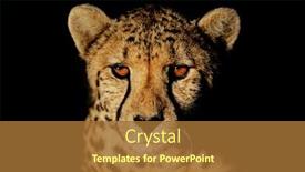  Presentation with cheetah - Audience pleasing PPT theme consisting of portrait-of-a-cheetah-acinonyx backdrop and a red colored foreground