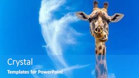  Presentation with savanna - Slide set having portrait-of-a-chewing-giraffe background and a teal colored foreground