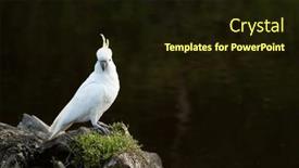  Presentation with rocks - Slide deck having portrait-of-a-cockatoo-standing background and a wine colored foreground