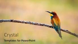  Presentation with bird - Amazing presentation design having portrait of a colorful bird on a branch preening backdrop and a yellow colored foreground