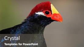  Presentation with colorful - Amazing slides having portrait-of-a-colorful-violet backdrop and a gray colored foreground