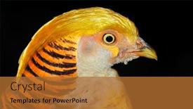  Presentation with golden yellow - Presentation design enhanced with portrait-of-a-colorful-yellow background and a red colored foreground