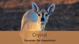  Presentation with south africa - Slides with portrait-of-a-common-duiker background and a coral colored foreground