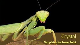  Presentation with south africa - Slide set with portrait-of-a-common-green background and a  colored foreground