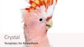  Presentation with spread - Presentation theme enhanced with portrait-of-a-crest-spread background and a lemonade colored foreground