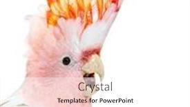  Presentation with spread - Slide deck featuring portrait-of-a-crest-spread background and a white colored foreground