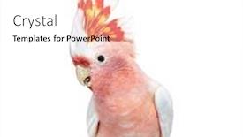  Presentation with spread - Slide set having portrait-of-a-crest-spread background and a white colored foreground