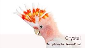  Presentation with spread - Presentation design featuring portrait-of-a-crest-spread background and a lemonade colored foreground