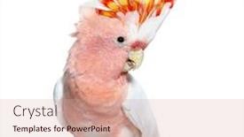  Presentation with spread - Presentation having portrait-of-a-crest-spread background and a coral colored foreground