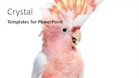  Presentation with spread - Slide deck enhanced with portrait-of-a-crest-spread background and a white colored foreground