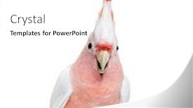  Presentation with spread - Presentation theme enhanced with portrait-of-a-crest-spread background and a white colored foreground