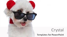  Presentation with ears - Amazing slide deck having portrait-of-a-cute-bichon backdrop and a white colored foreground