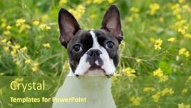  Presentation with boston - Amazing PPT layouts having portrait-of-a-cute-boston backdrop and a tawny brown colored foreground