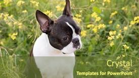  Presentation with boston - Cool new presentation theme with portrait-of-a-cute-boston backdrop and a tawny brown colored foreground