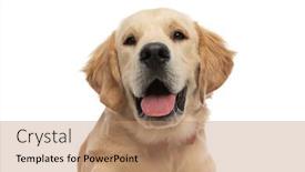  Presentation with cute cat and dog - Cool new PPT theme with portrait-of-a-cute-golden backdrop and a coral colored foreground