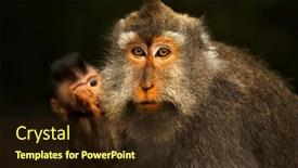  Presentation with monkey - Colorful presentation theme enhanced with portrait-of-a-cute-monkeys backdrop and a wine colored foreground