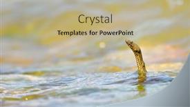  Presentation with reptile python snakeskin leather snake - Colorful PPT layouts enhanced with portrait of a dice snake natrix tessellata backdrop and a mint green colored foreground