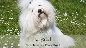  Presentation with long hair - Beautiful PPT theme featuring portrait-of-a-dog-original backdrop and a light gray colored foreground
