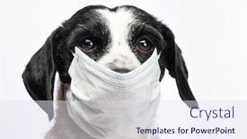  Presentation with pets - Slide set featuring portrait-of-a-dog-wearing background and a sky blue colored foreground