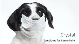 Presentation with covid coronavirus - PPT layouts having portrait-of-a-dog-wearing background and a cool aqua colored foreground