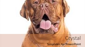  Presentation with dog - Slide deck featuring portrait-of-a-dogue-de background and a coral colored foreground